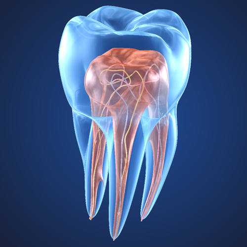 Endodontics - Hilltop Dental | Dentist in Northfield, Birmingham